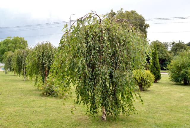 Betulla Bianca isolata con chioma fitta e ricadente a ombrello, fogliame verde brillante