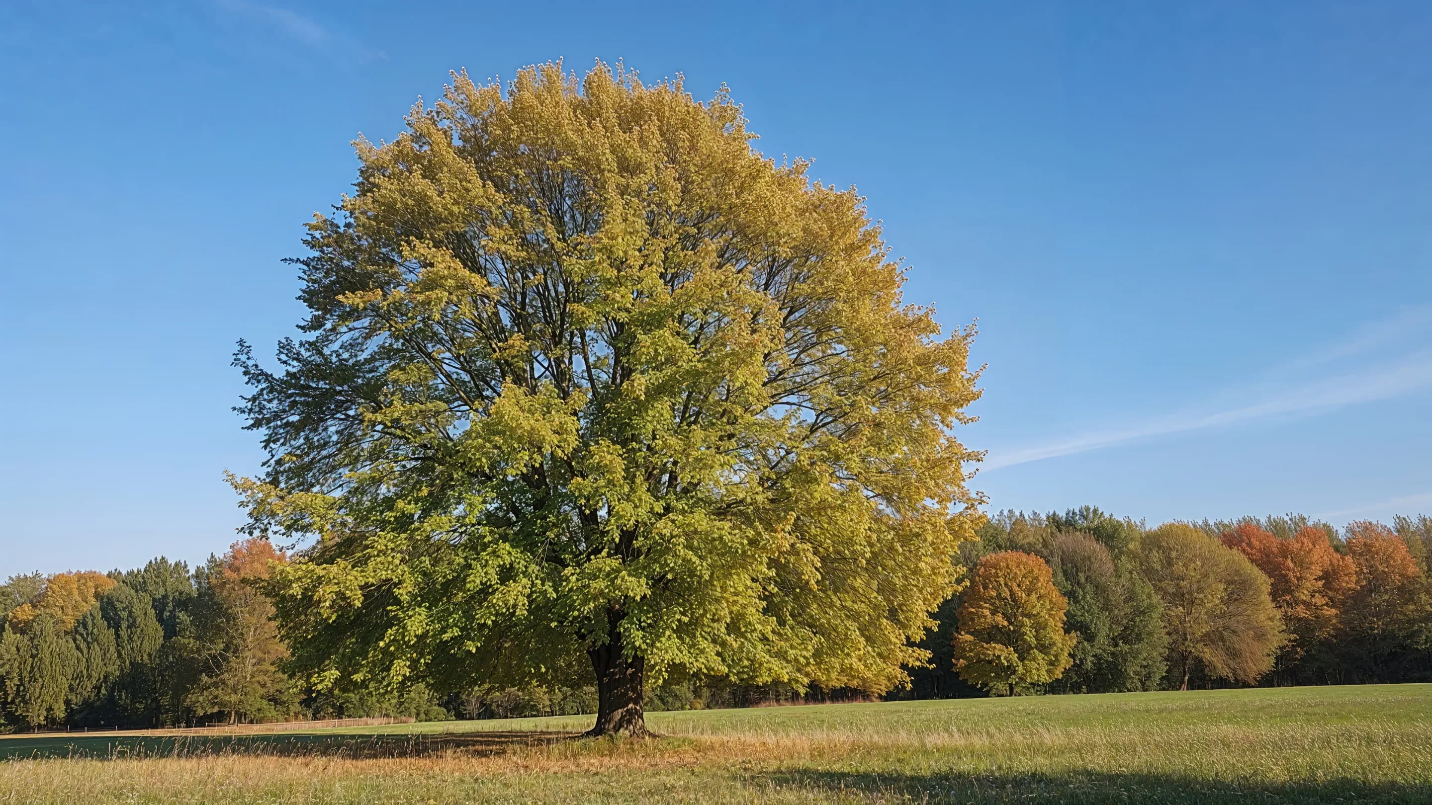 Albero di Pioppo Bianco in un prato aperto, con chioma ampia e tondeggiante, ricca di foglie verde-giallastre illuminate dalla luce del sole, su sfondo di cielo azzurro e alberi autunnali in lontananza.