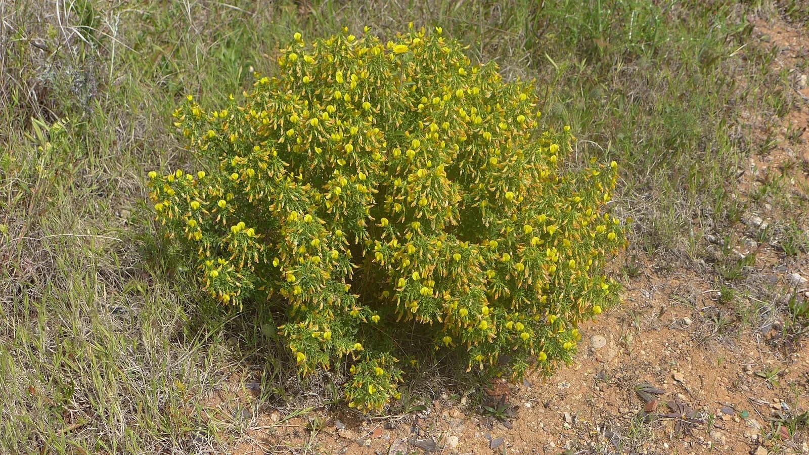 Citiso di Montpellier