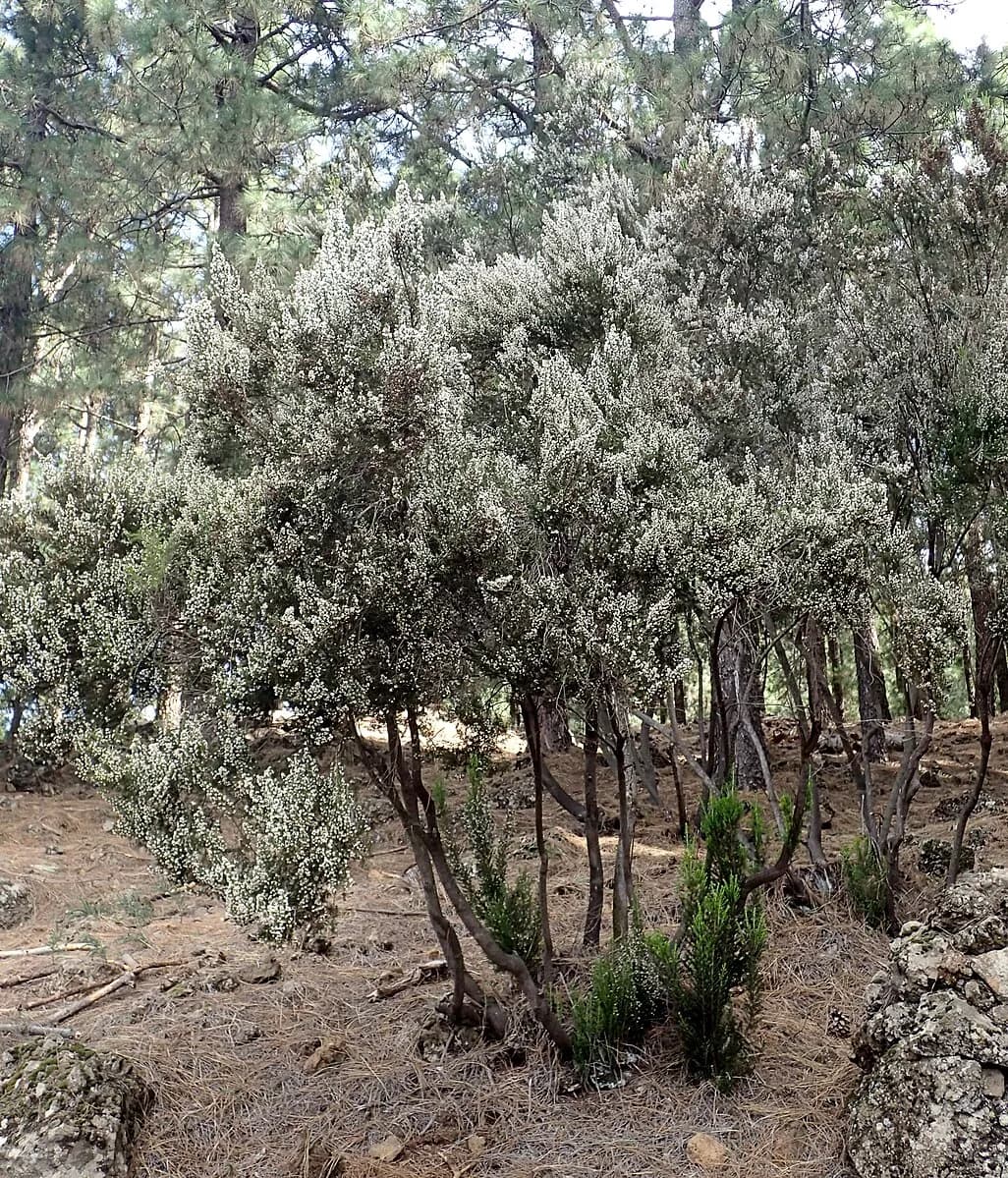 Erica Arborea