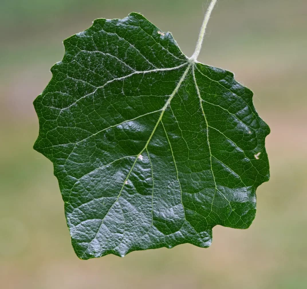 Primo piano di una foglia di Pioppo Bianco, verde scuro e lucida nella parte superiore, con margine ondulato e superficie ruvida, attaccata a un lungo picciolo bianco e peloso.