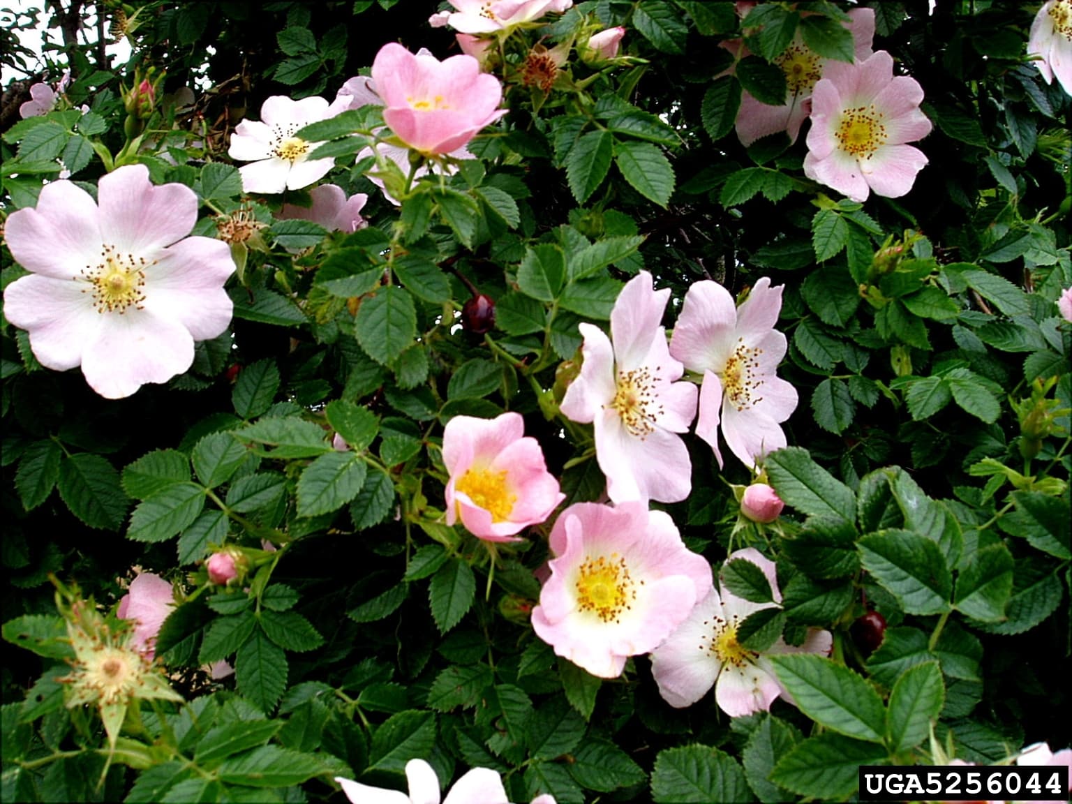 Rosa Canina